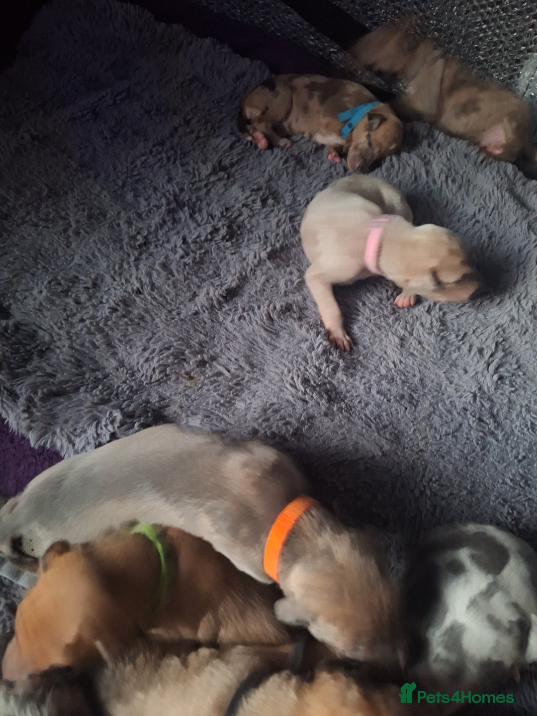 Lurcher dogs for sale: Saluki Lurcher  - Image 22