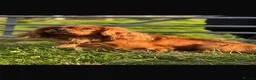 Cavapoo dogs for sale: Impressive F1 Merle Cavapoos  - Advert 3