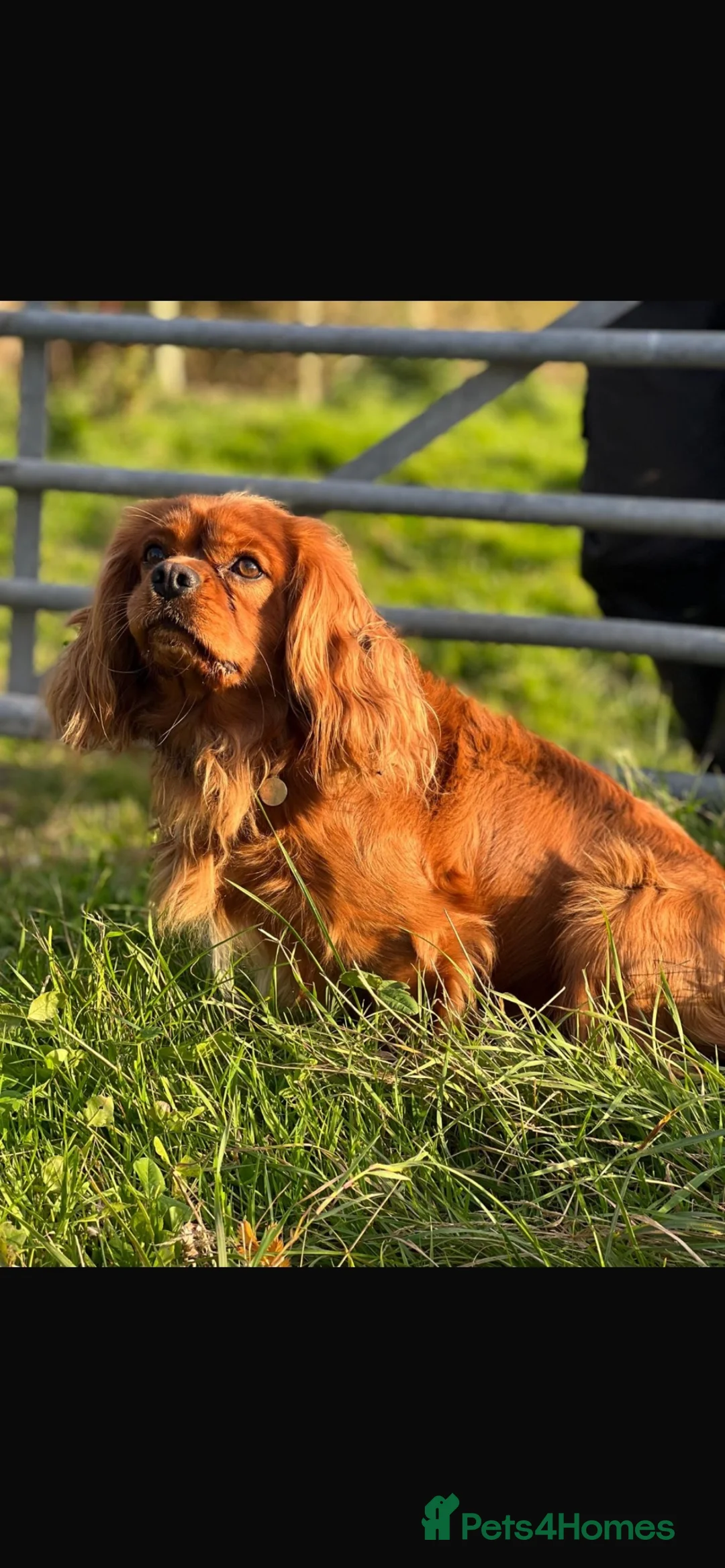Cavapoo dogs for sale: Impressive F1 Merle Cavapoos  - Advert 3