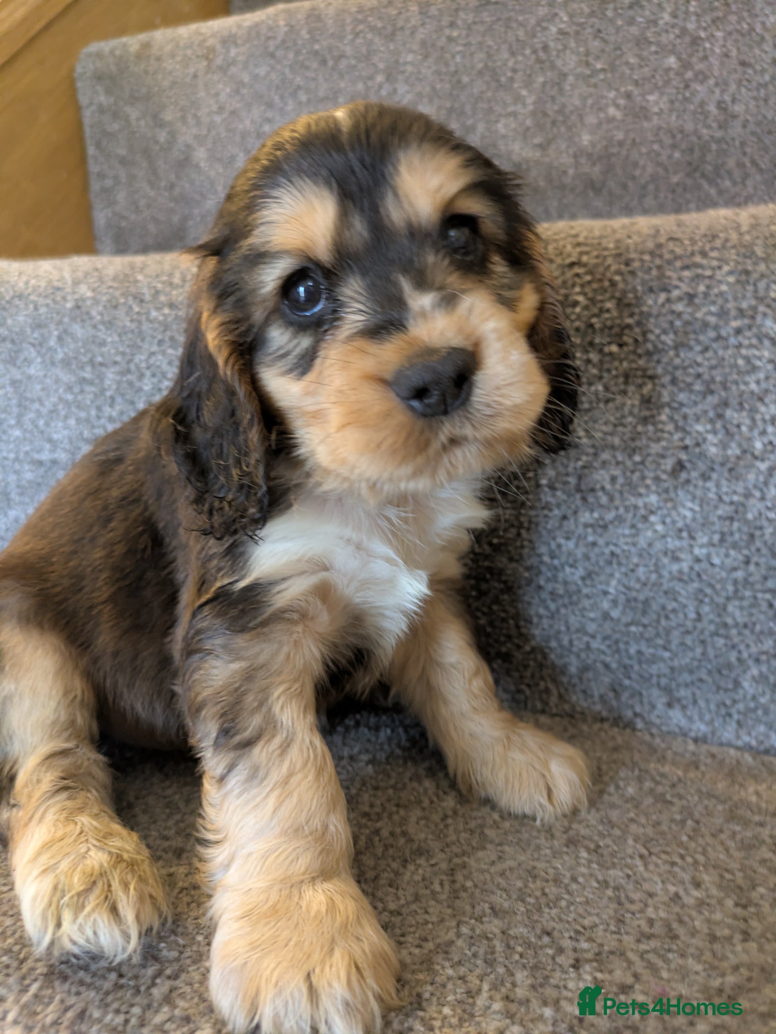 Cocker Spaniel dogs Stunning KC show cocker puppies PRA FN tested - Advert 1