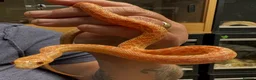 Snake reptiles for sale: Mixed Snakes - Advert 11