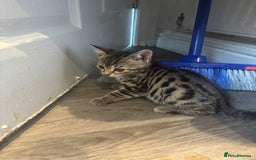 Bengal cats for sale: 9 week old kittens for sale - Advert 4