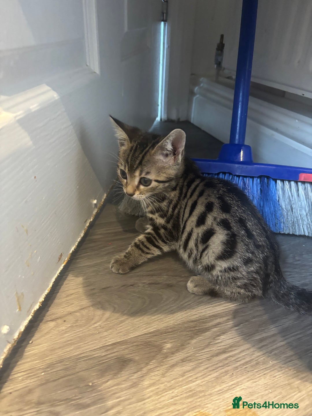 Bengal cats for sale: 9 week old kittens for sale - Advert 4