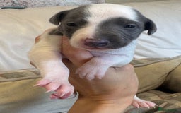 Whippet dogs for sale: KC Registered Blue Whippets - Image 9