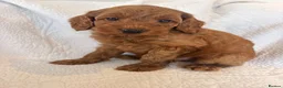 Cockapoo dogs for sale: LICENSED BREEDER QUALITY COCKAPOO PUPPIES  - Advert 20