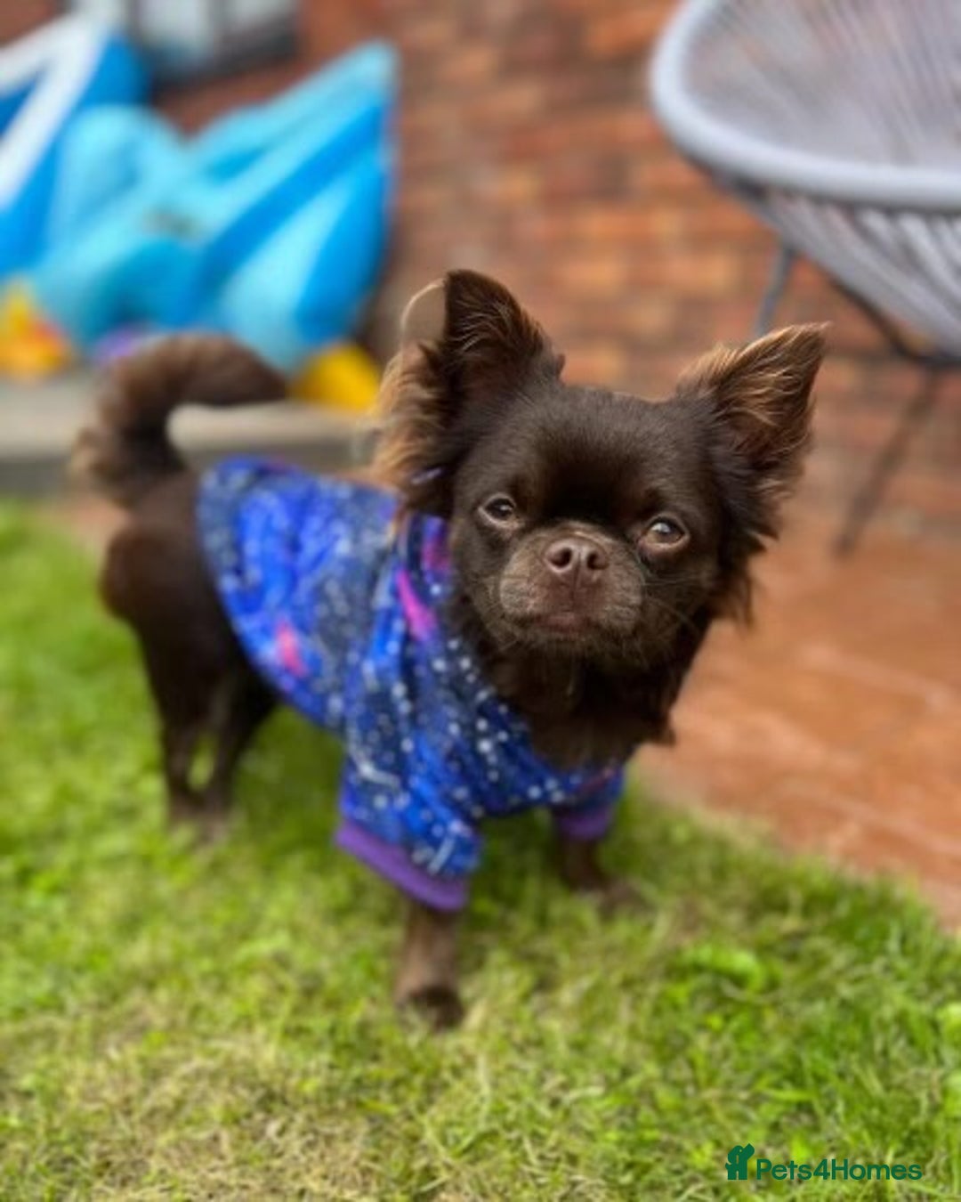Chihuahua dogs for stud: Duke- KC Reg Chocolate Long Coat Stud Available in Tredegar - Advert 10