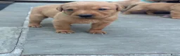 Labrador Retriever dogs for sale: KC REGISTERED FOX RED LABRADOR PUPPIES  - Advert 9