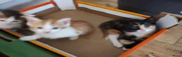 British Shorthair cats for sale: Five stunning kittens available immediately  - Advert 30