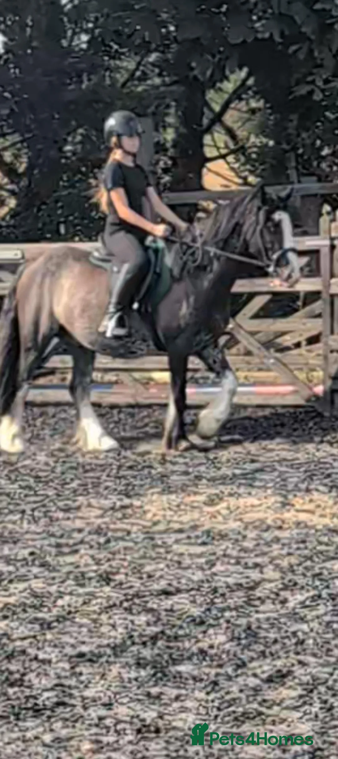 Welsh Section C horses for sale: Blagdon Welsh cob 14jh - Advert 2