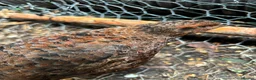 Quail poultry for sale: Amazing selection of celedon quail - Advert 6