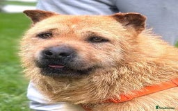 Mixed Breed dogs for adoption: 🐾 Izzy – the snuggle bear with a golden heart 🐾 - Image 9