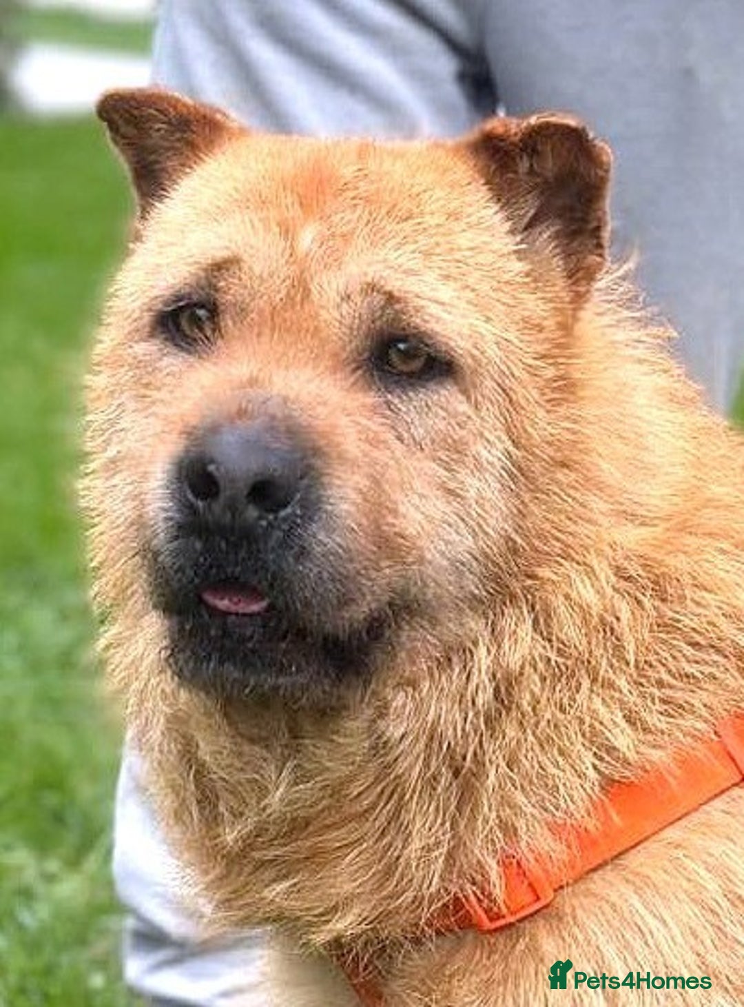 Mixed Breed dogs for adoption: 🐾 Izzy – the snuggle bear with a golden heart 🐾 - Image 9