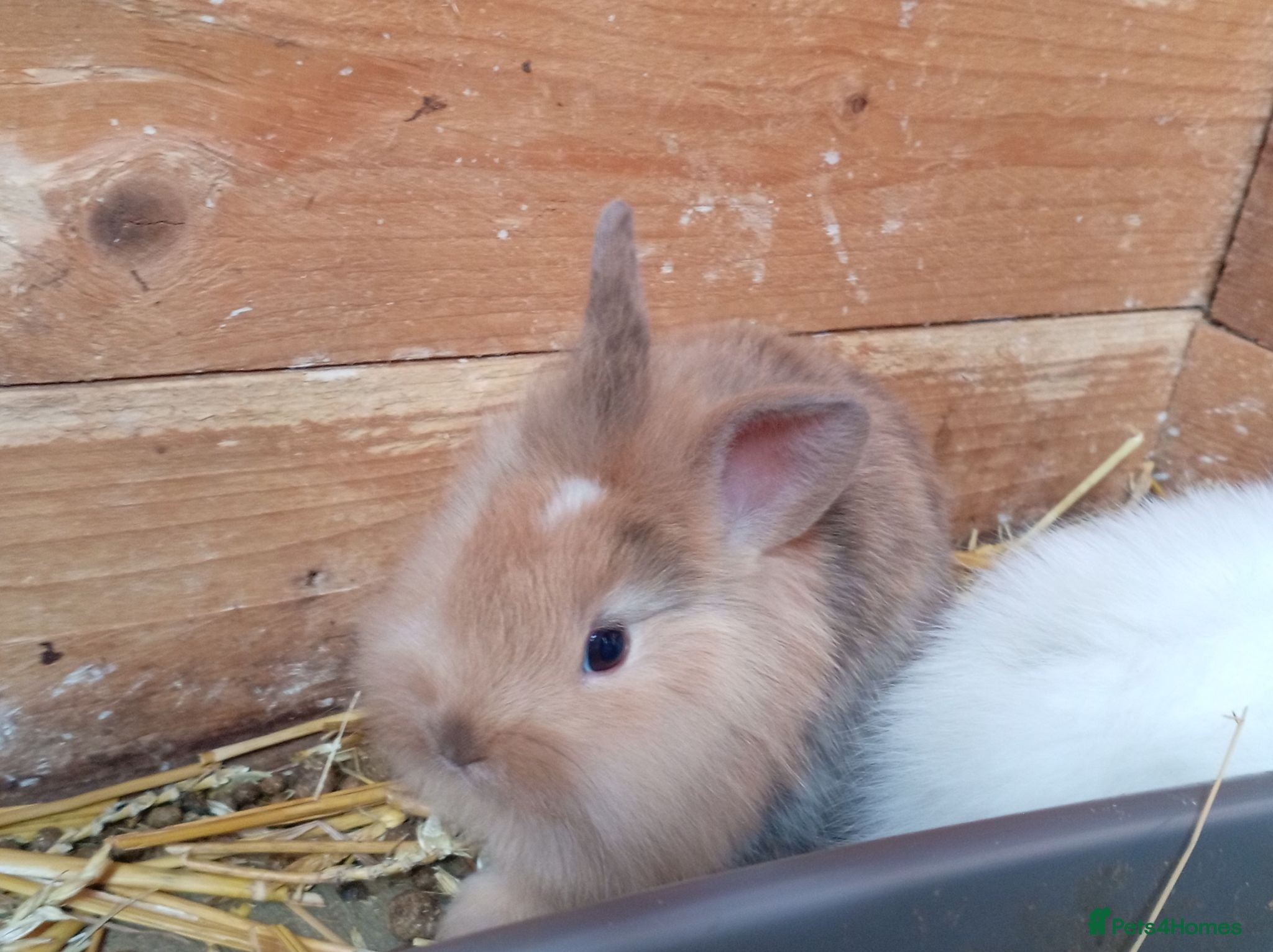 Mini Lion Lop rabbits Lop cross lionhead babies - Advert 4