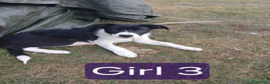 Border Collie Girl 3