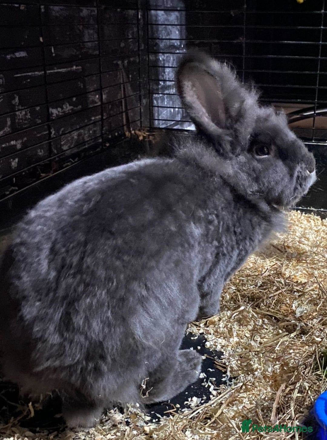 Lionhead rabbits for sale: 1 female , 1 male - 3 Year old lion head bunnies - Advert 6