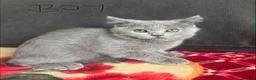 Scottish Fold cats for sale: Scottish fold kittens - Advert 4