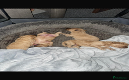 Poochon dogs for sale: 🐶🐾 4 STUNNING POOCHON PUPS 🐾🐶 - Image 15