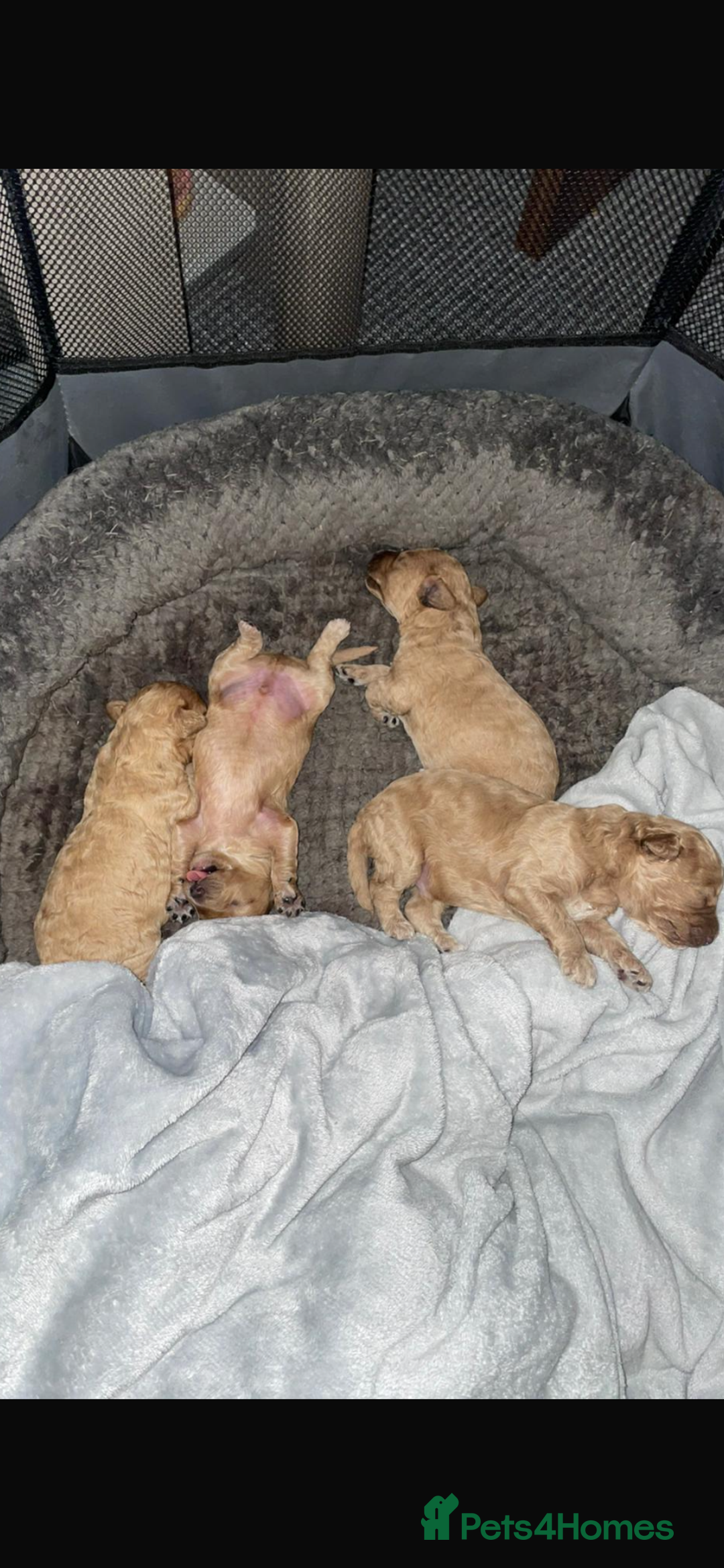 Poochon dogs for sale: 🐶🐾 4 STUNNING POOCHON PUPS 🐾🐶 - Image 15