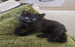 British Shorthair cats for sale: 6 beautiful kittens need a new home - Image 3