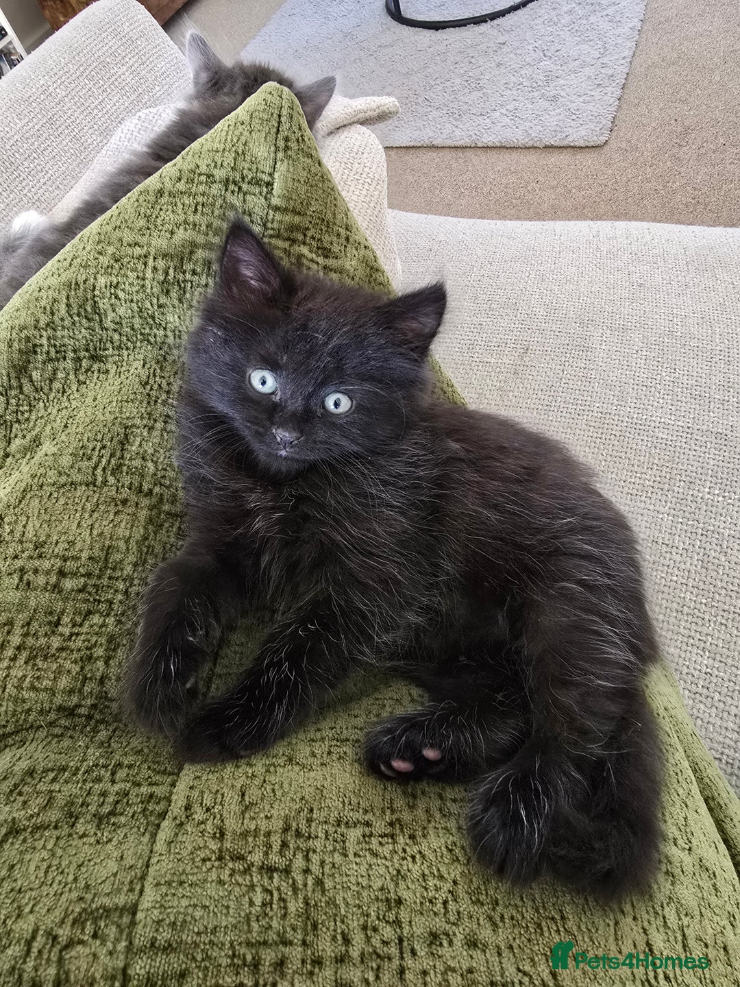 British Shorthair cats for sale: 6 beautiful kittens need a new home - Image 3