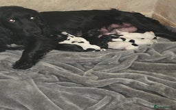 Cocker Spaniel dogs for sale: Cocker Spaniel Puppies - Image 9