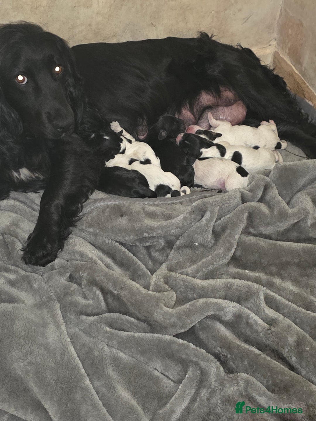 Cocker Spaniel dogs for sale: Cocker Spaniel Puppies - Image 9
