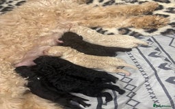 Cavapoo dogs for sale: Beautiful F1bb cavapoo pups - Image 16