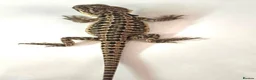 Bearded Dragon reptiles for sale: Red citrus baby bearded dragons  - Advert 11