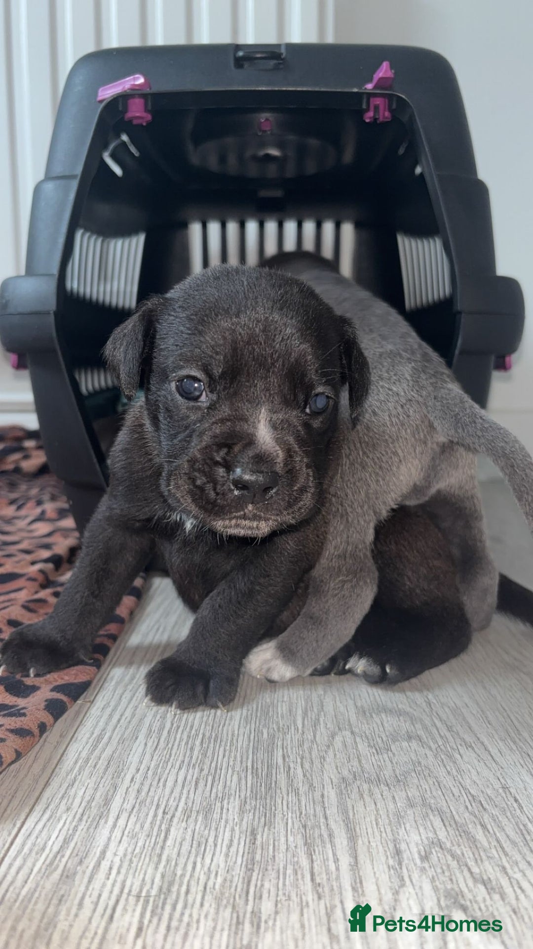 Mixed Breed dogs for sale: Mixed breed puppies - Image 7