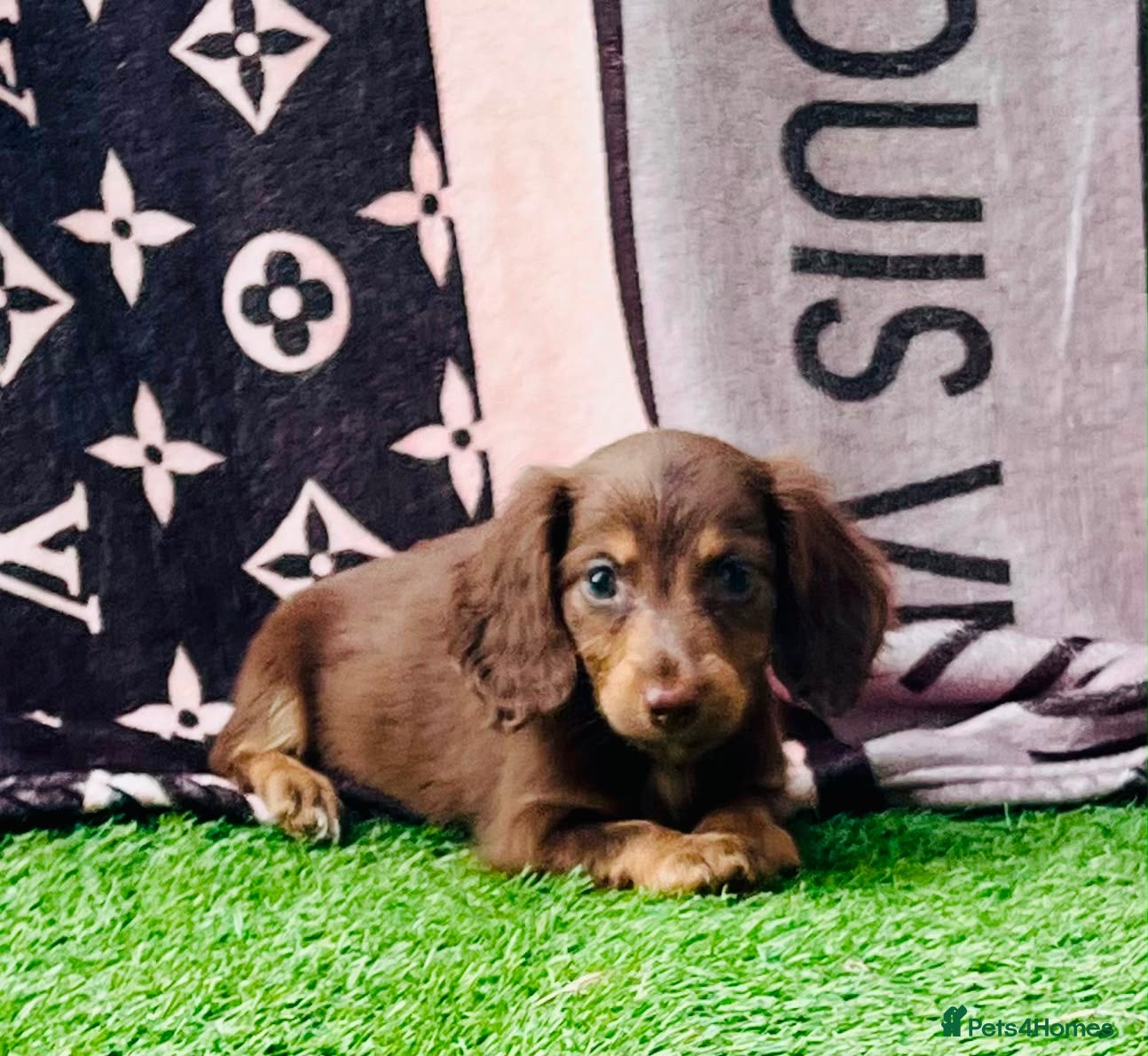 Miniature Dachshund dogs Long haired dachshund puppies  - Advert 1