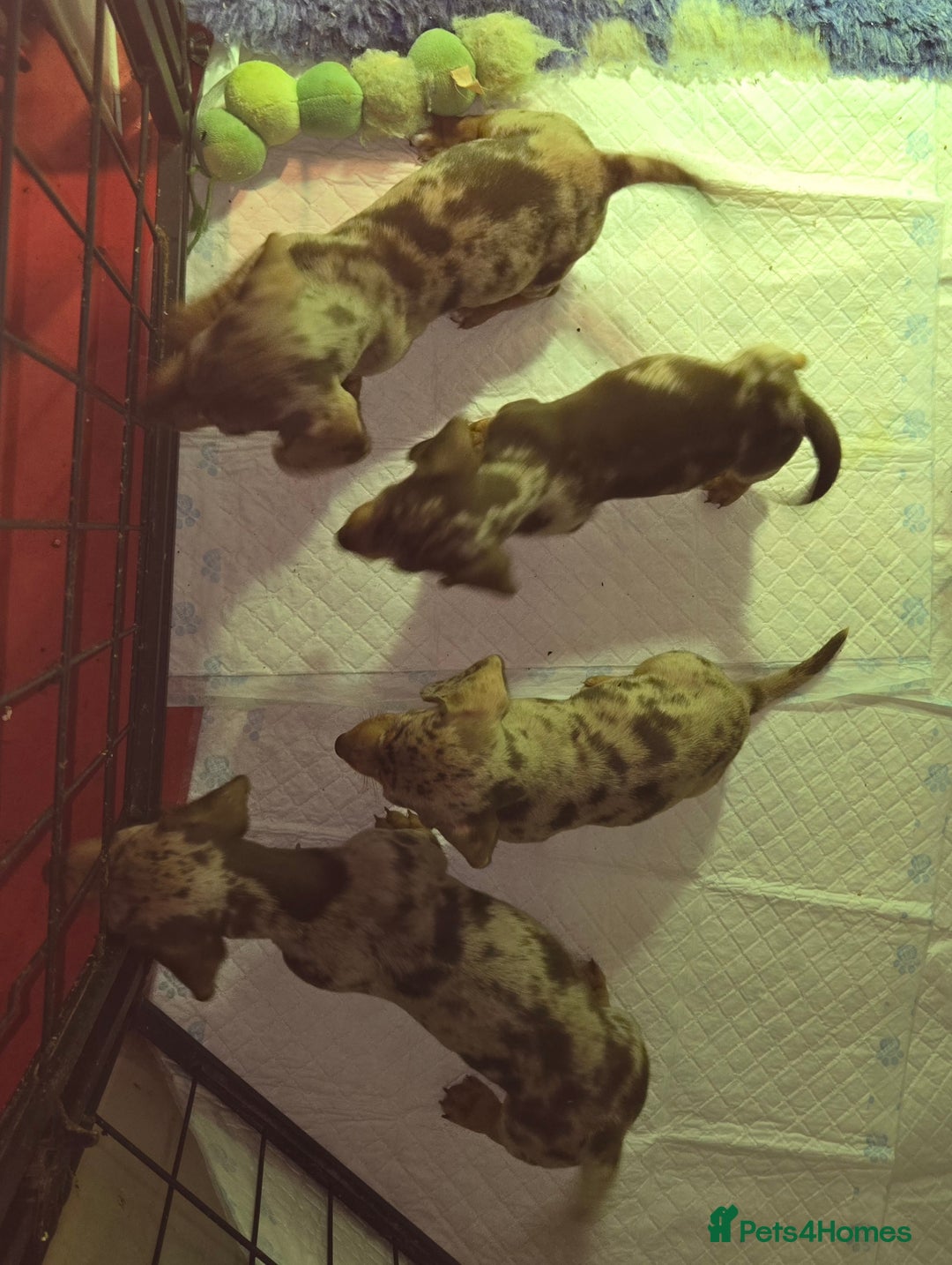 Miniature Dachshund dogs for sale: dapple pups - Image 10