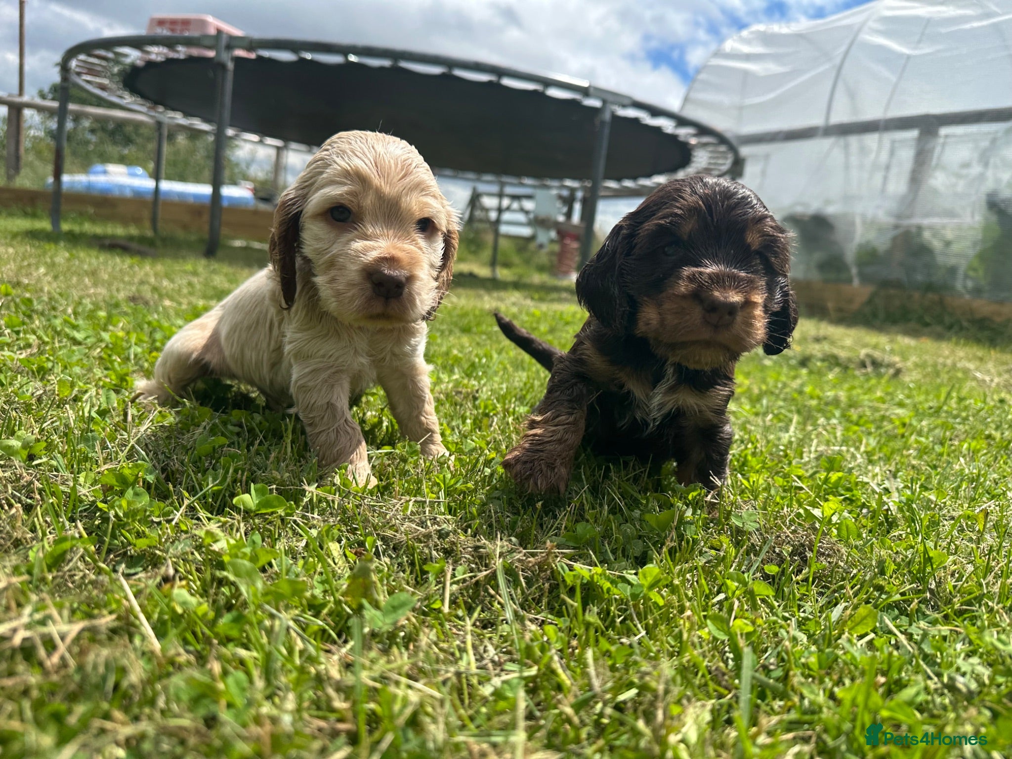 Cocker Spaniel dogs Health tested show cocker spaniel puppies - Advert 1