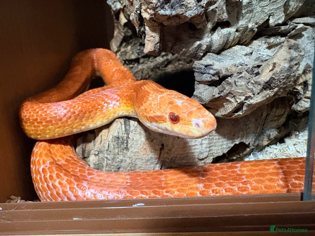 Corn Snake reptiles for sale: Cornsnake & Set up - Advert 6
