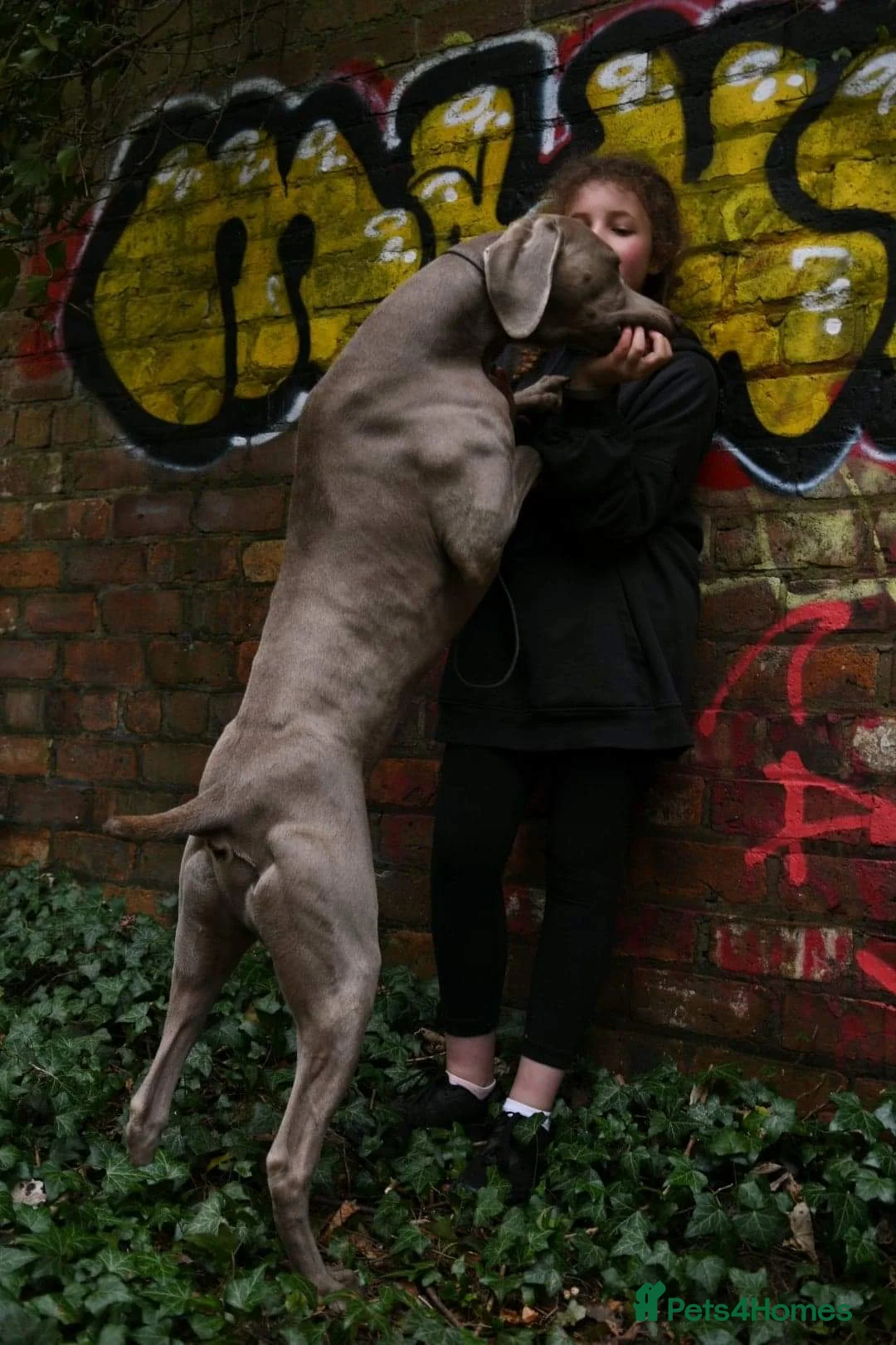Weimaraner dogs for stud: AMERICAN BOY Gray Arrow - STUD in Edinburgh - Advert 11