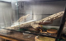 Corn Snake reptiles for sale: Male and female corn snakes and enclosure - Advert 7