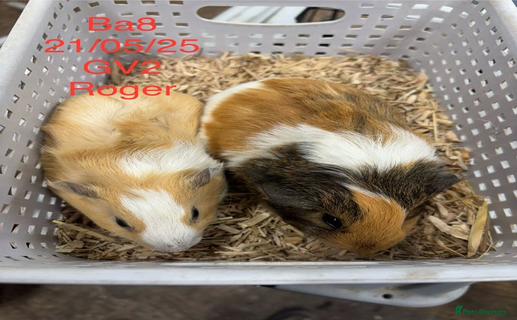 Guinea Pig rodents - Advert 10