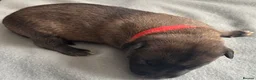 Belgian Shepherd Dog dogs for sale: Exceptional Belgian Malinois Puppies in Denbigh - Advert 2