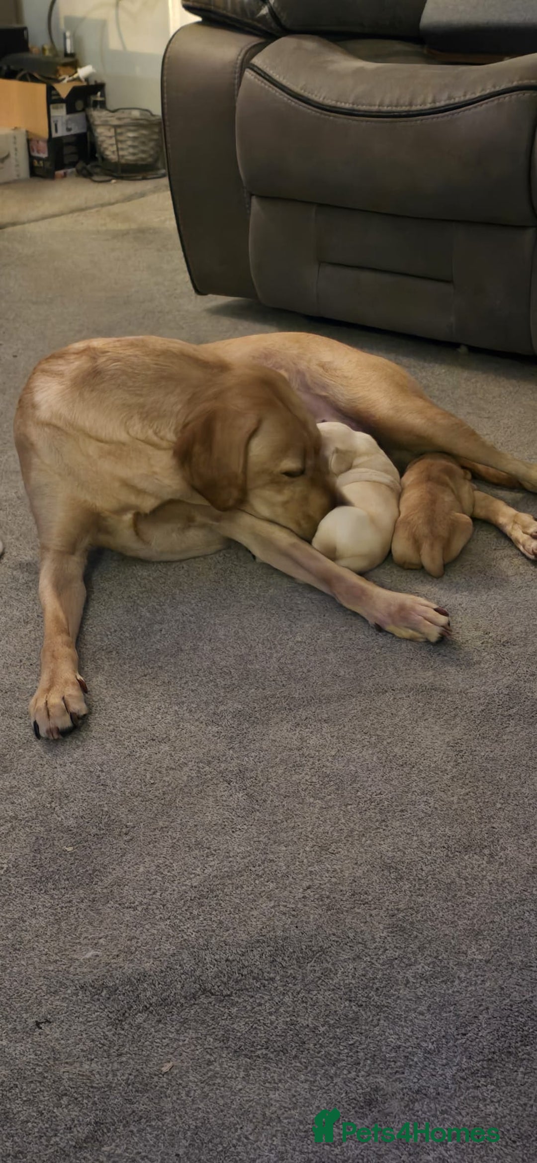 Labrador Retriever dogs for sale: Beautiful boy Labrador retriever  - Advert 14