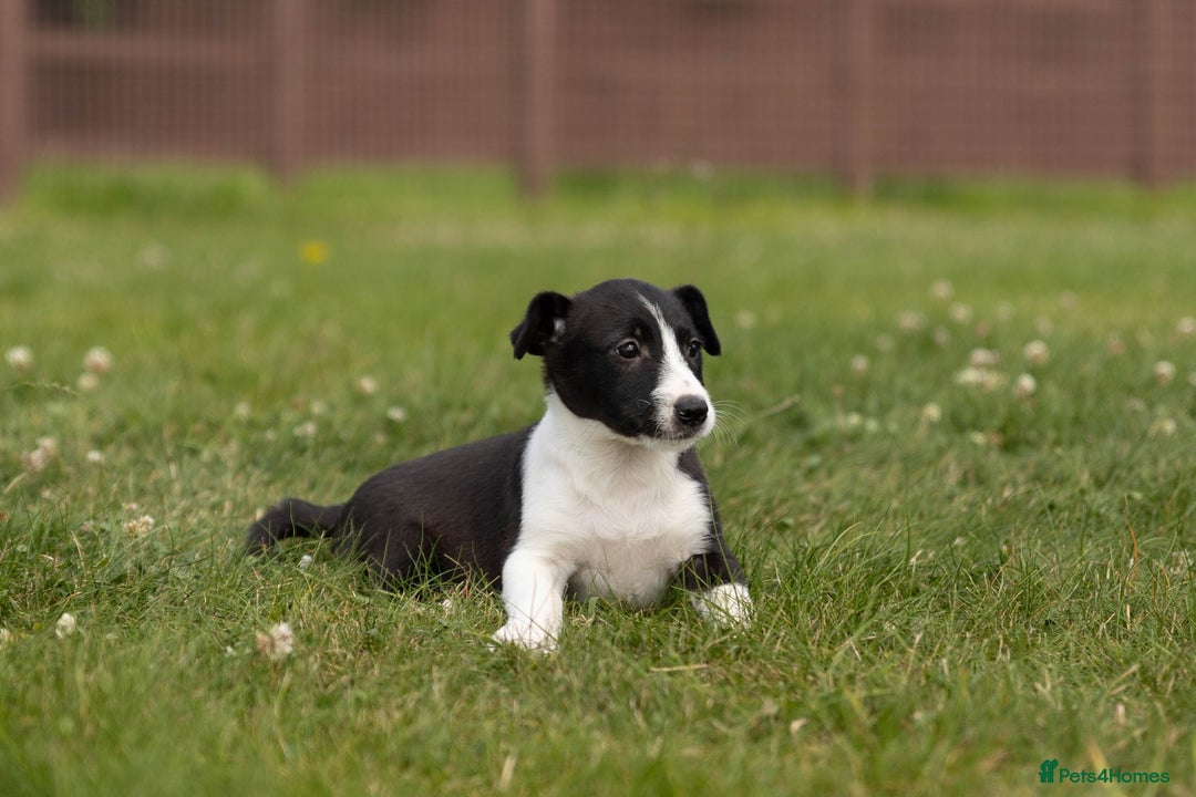 Mixed Breed dogs for sale: 🐾 Jack Russell x Border Collie Puppies  - Image 33