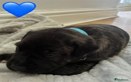 Mixed Breed dogs for sale: Beautiful Presa Mix Pups  - Image 3