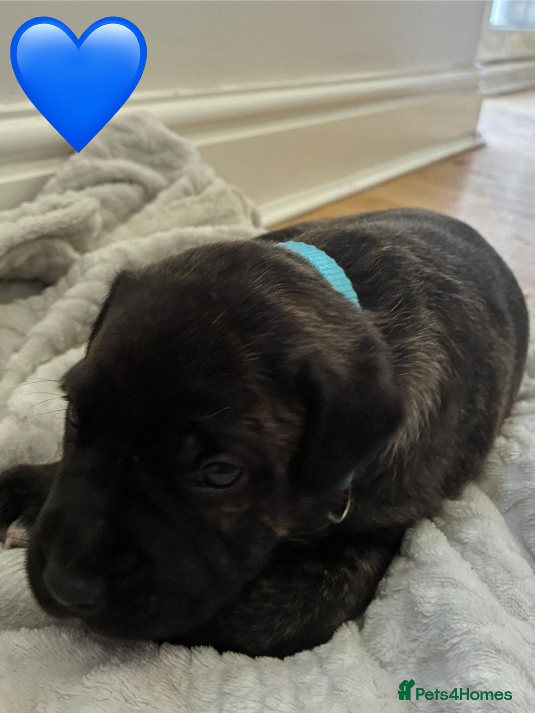 Mixed Breed dogs for sale: Beautiful Presa Mix Pups  - Image 3