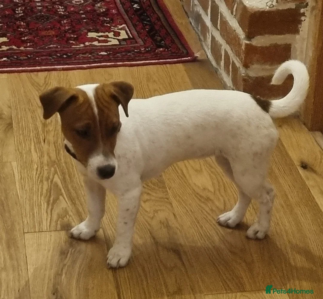 Jack Russell dogs for sale: Pure bred Jack Russell Bitch  - Advert 1