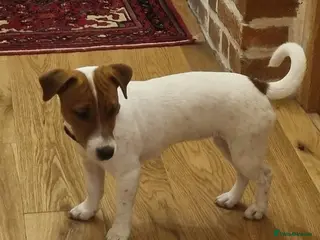 Jack Russell dogs Pure bred Jack Russell Bitch - Advert 12