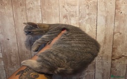 British Shorthair cats for sale: Amazing kittens ready to leave - Image 3