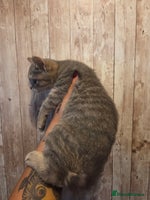 British Shorthair cats - Advert 2