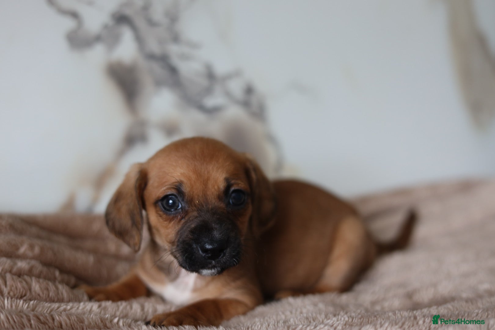 Mixed Breed dogs Cavapoo x Dachshund puppies  - Advert 14