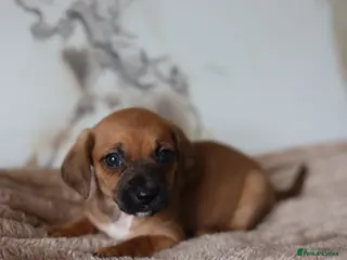 Mixed Breed dogs Cavapoo x Dachshund puppies - Advert 5