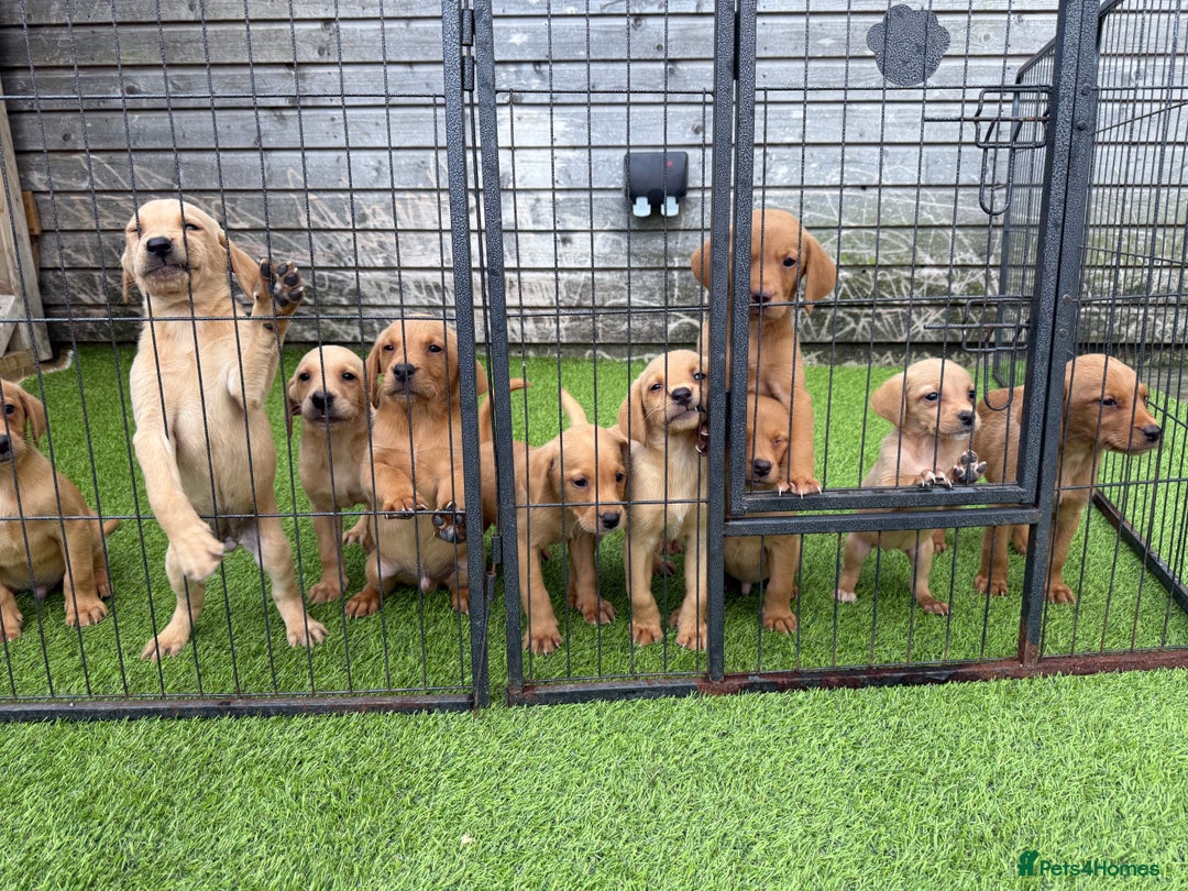 Labrador Retriever dogs for sale: Stunning kc registerd fox Red / Golders labradors  - Image 20