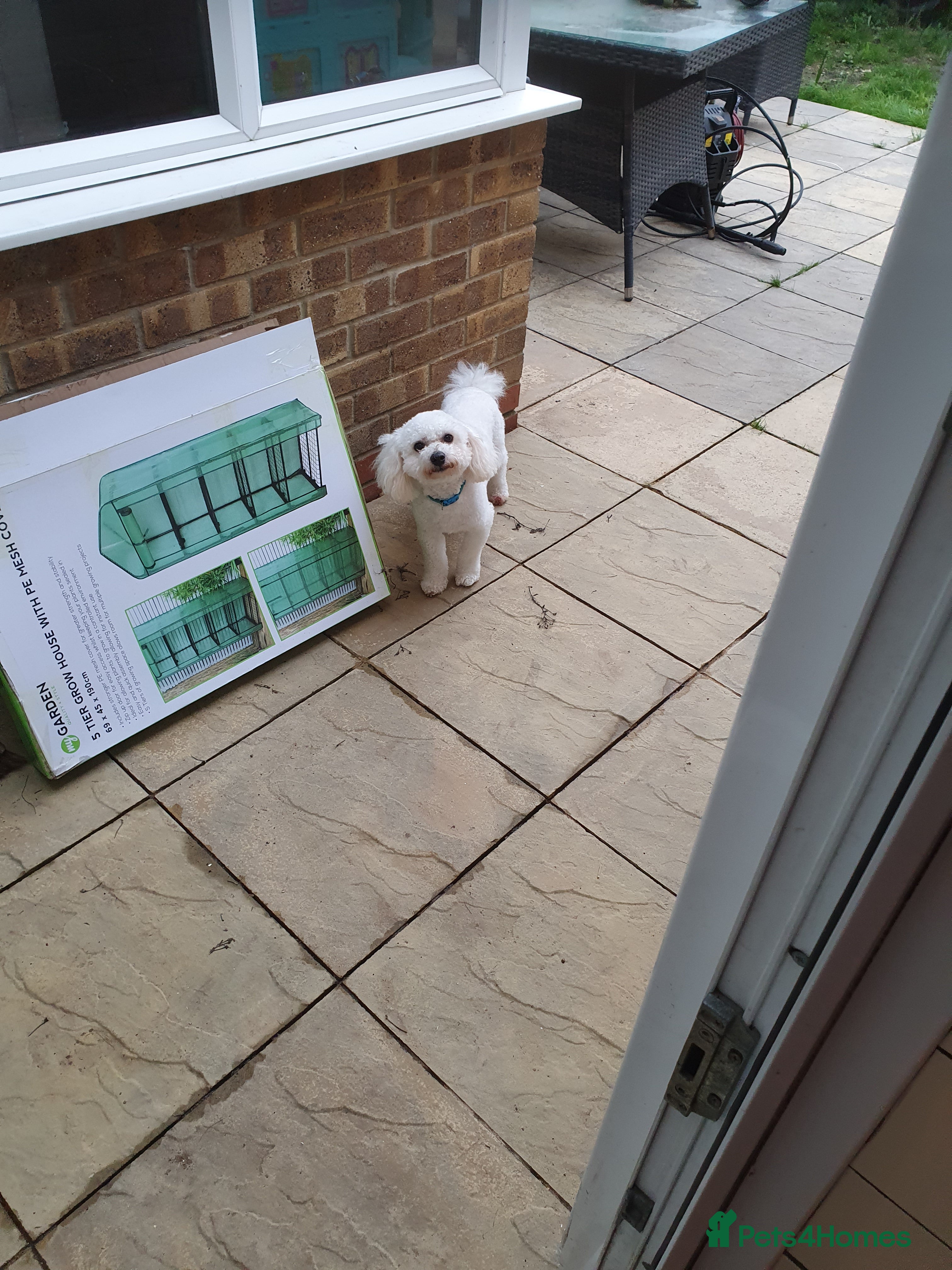 Bichon Frise dogs Rehome in Southampton - Advert 1