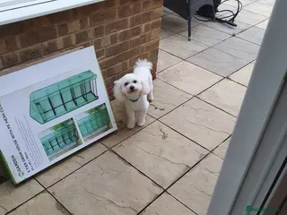 Bichon Frise dogs Rehome in Southampton - Advert 10